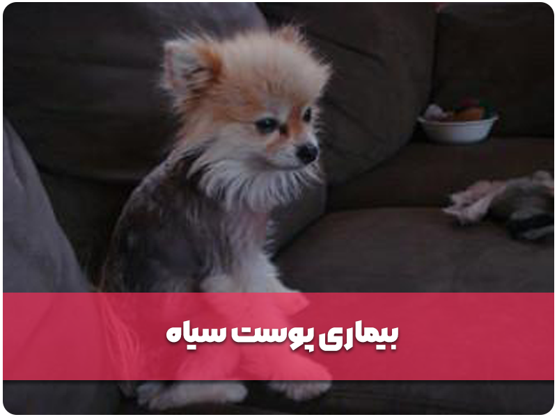 بیماری پوست سیاه